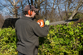 shrub trimming